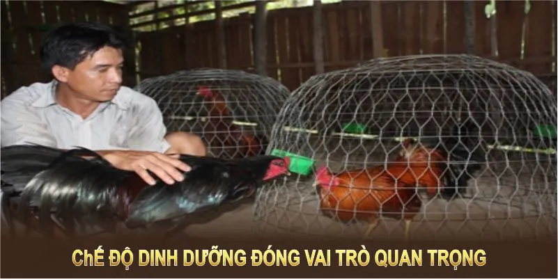 Chế độ dinh dưỡng đóng vai trò quan trọng trong cách nuôi gà đá chân mạnh 