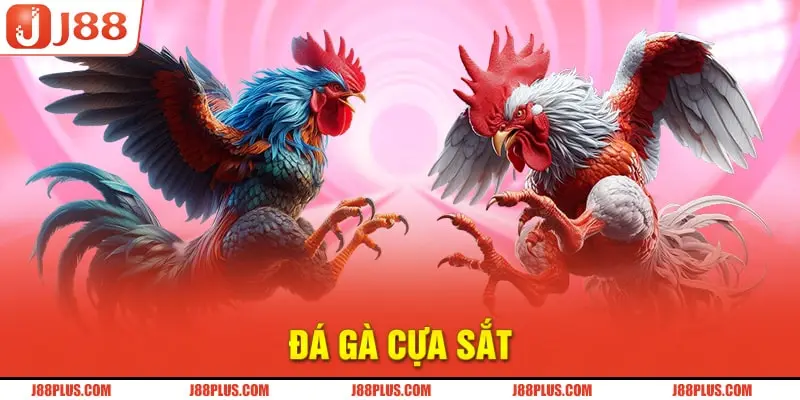 Đá gà cựa sắt