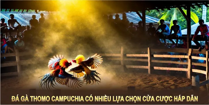 Đá gà Thomo Campuchia mang đến nhiều lựa chọn cửa cược hấp dẫn cho hội viên 